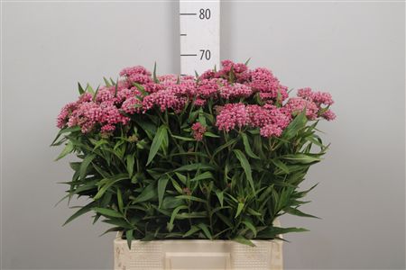 Ascl Incarnata