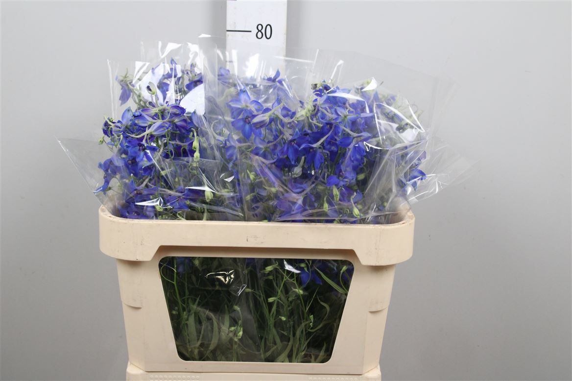 Delph Be Volkerfried 70cm