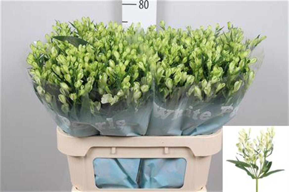 Alstr Fl Whi Pearls 75cm