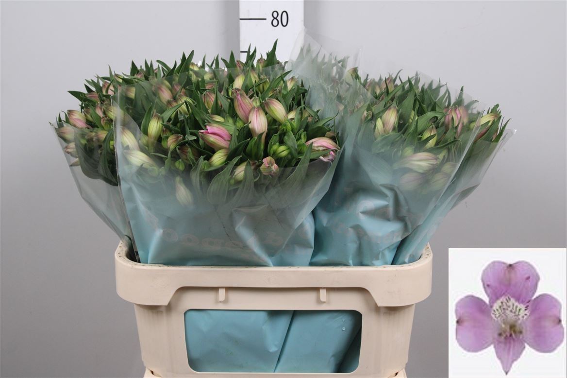 Alstr Layla 75cm