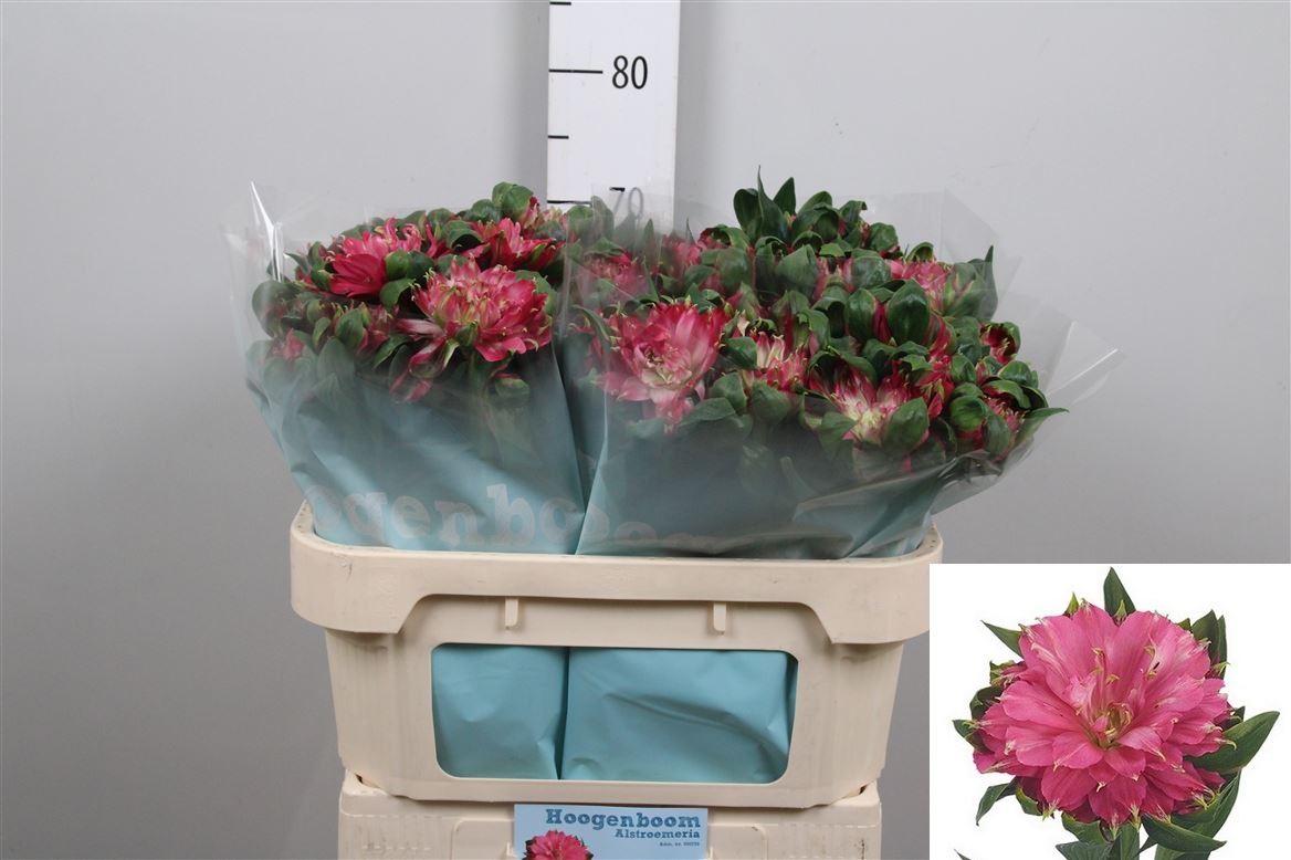 Alstr Fash Sofiena 70cm