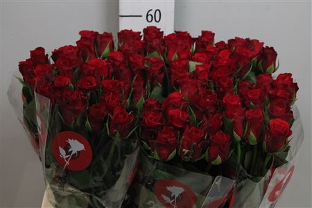 R Gr Red Ribbon