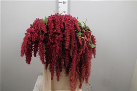 Amar Ca Red Spider