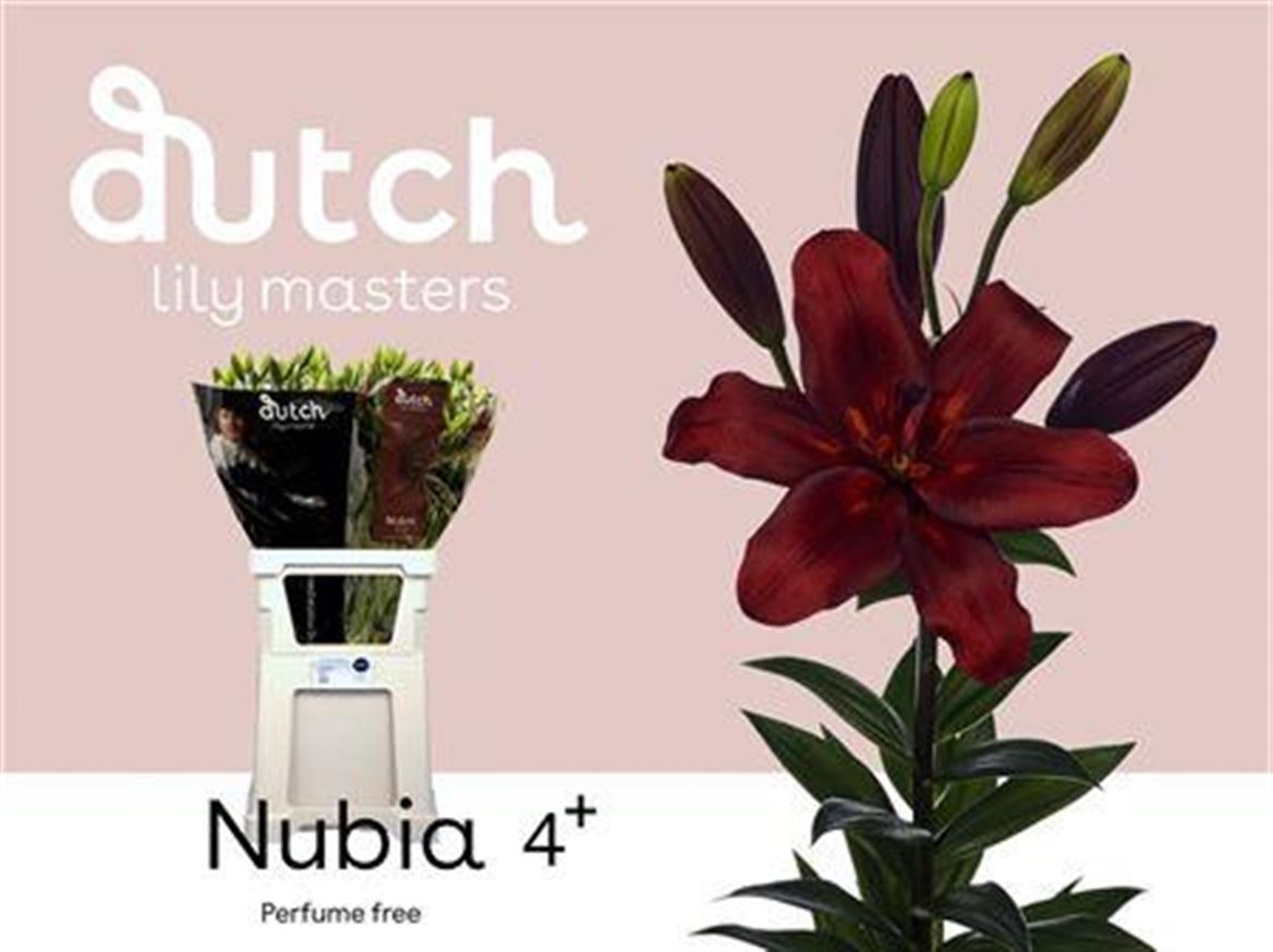 Li La Nubia 90cm 4/5bl