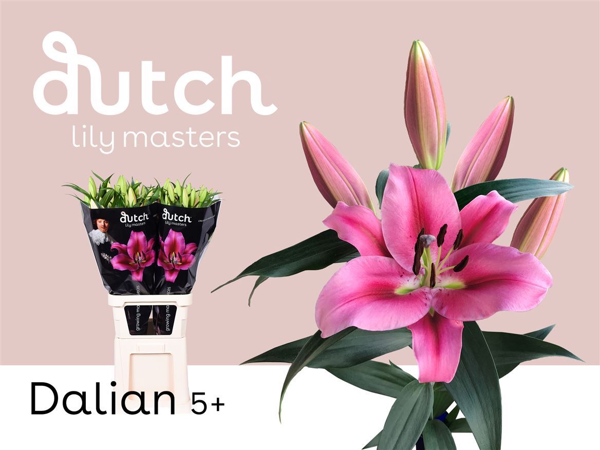 Lilium Ot Dalian 100cm 5/7bl