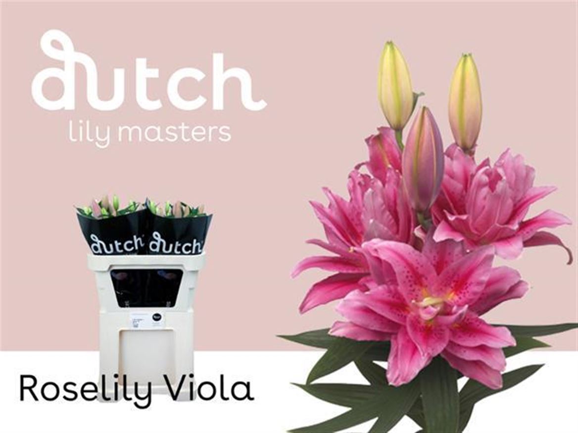 Lilium Or Double Viola 85cm 4/5bl