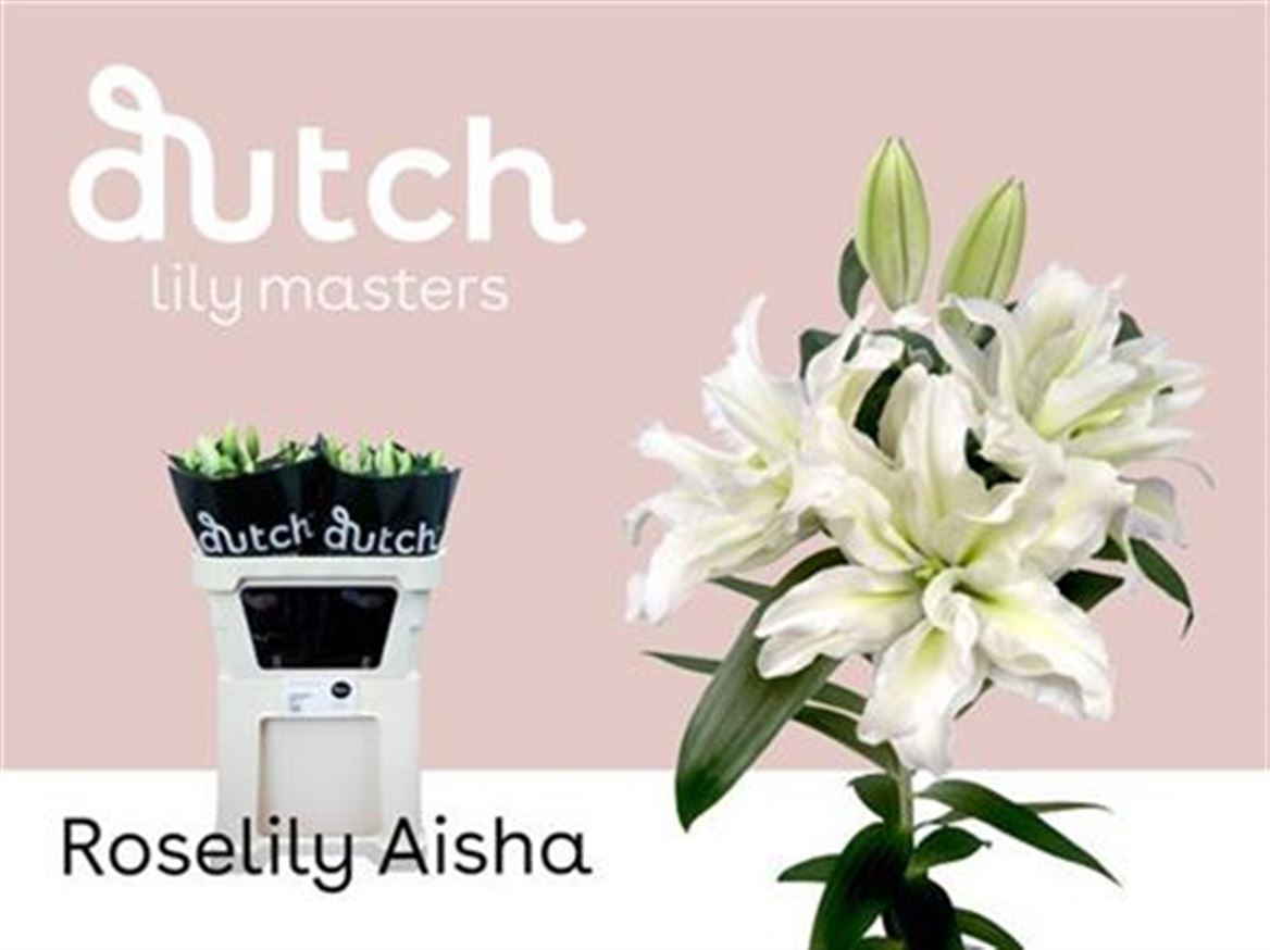 Lilium Or Double Aisha 80cm 4/5bl
