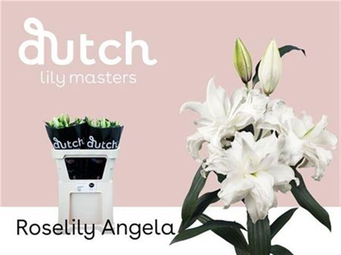 Lilium Or Double Angela 90cm 4/5bl