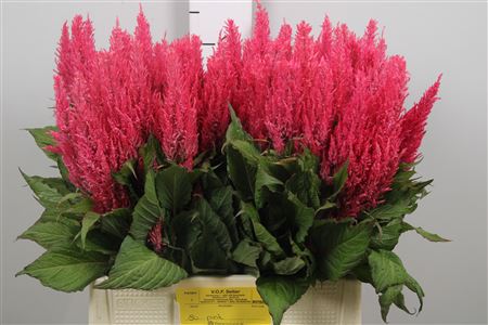 Cel P Royal Pink
