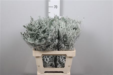 Senecio Maritima