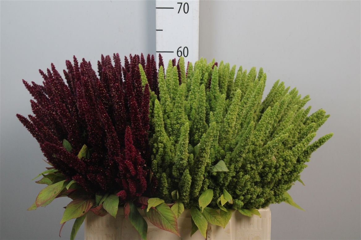 Amaranthus Mixed 50cm