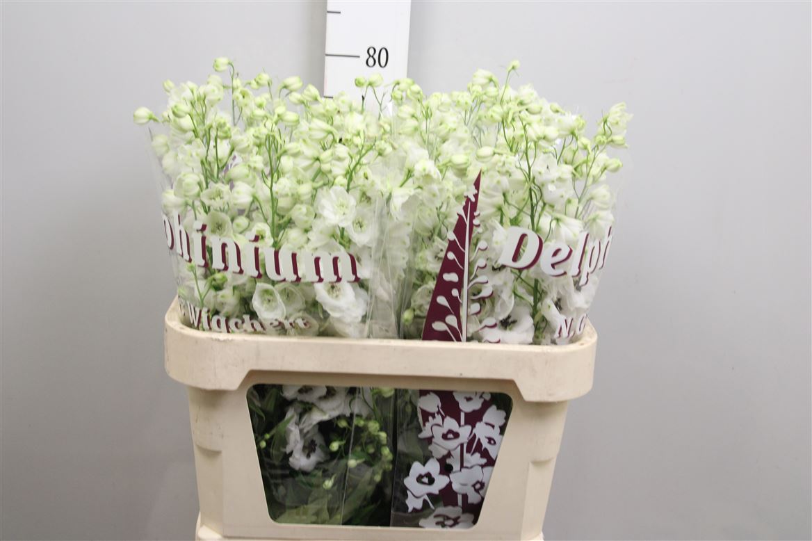 Delph El Dew Rocket 80cm