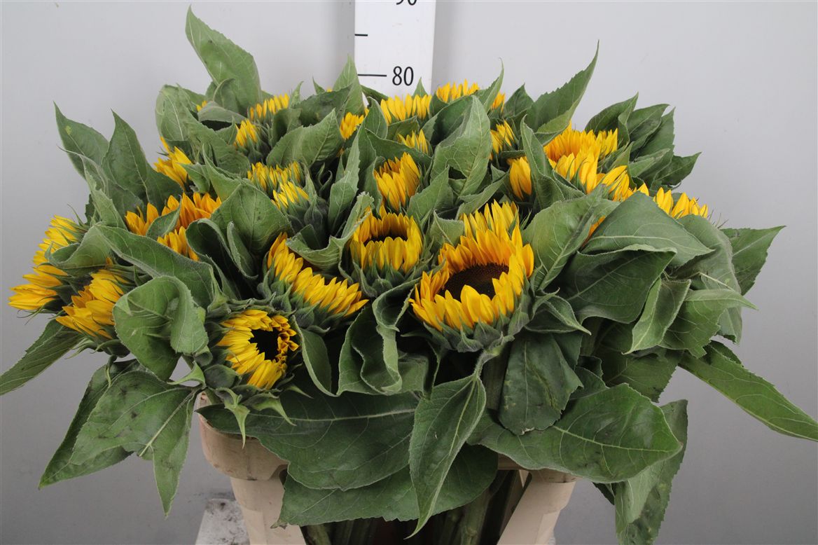 Helianthus Sunrich Or 80cm