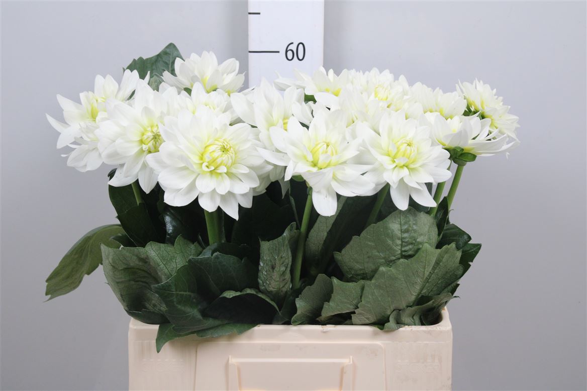 Dahlia Maarten Zwaan 60cm