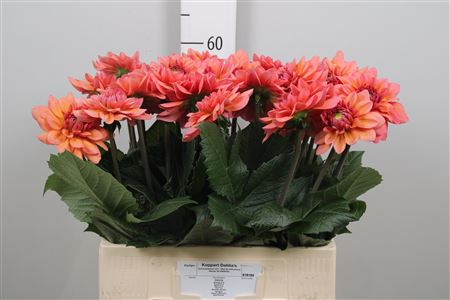 Dahl Dec Sal Runner