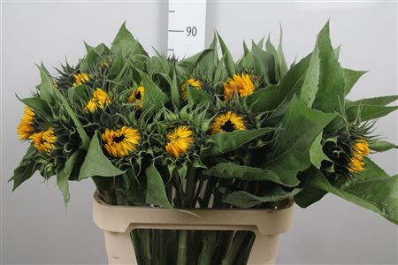 Helian An Sunrich Or