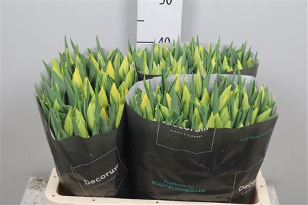 Tu En Strong Gold