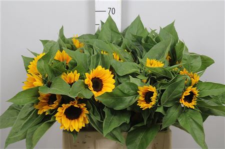 Helian An Sunrich Or