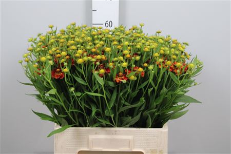 Helen Autumn Fire