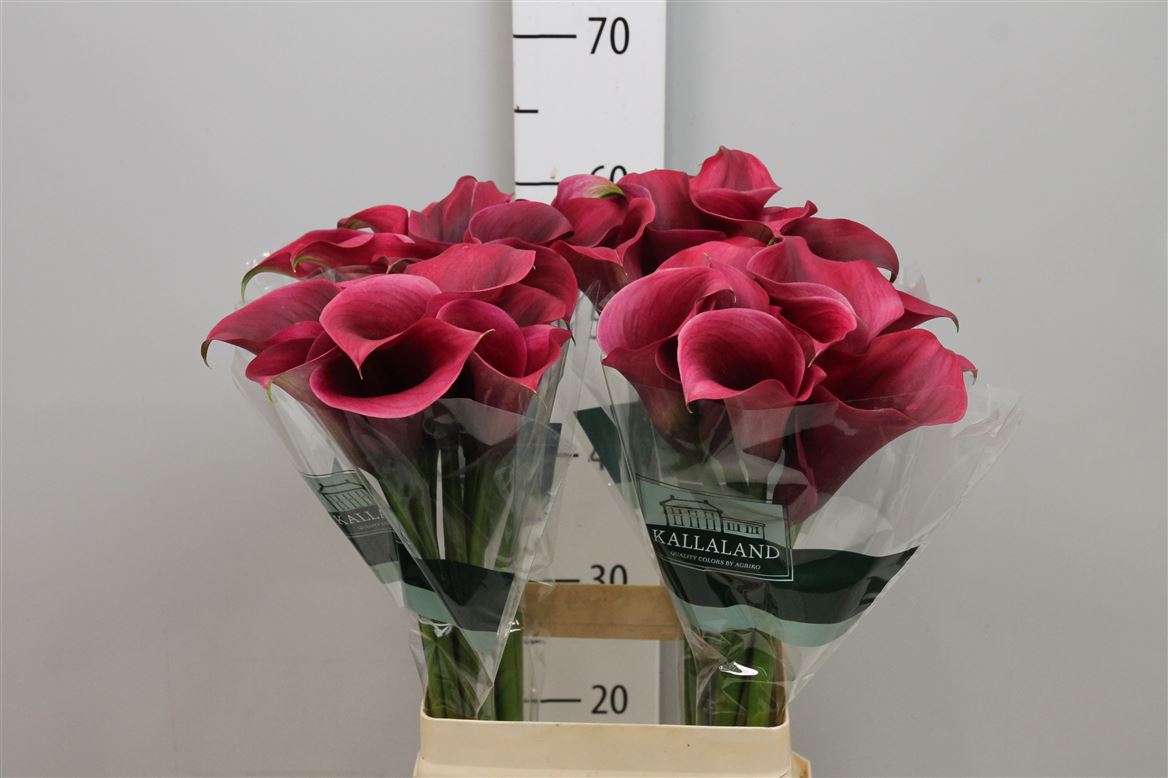 Calla Capt Promise 65cm