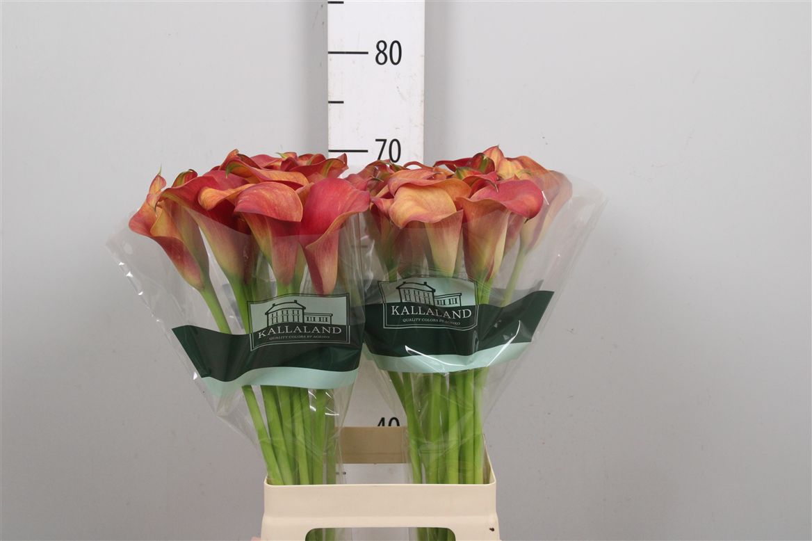 Calla Capt Trinity 70cm