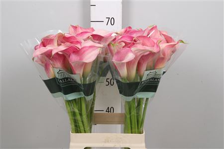 Zant Blushing Lady