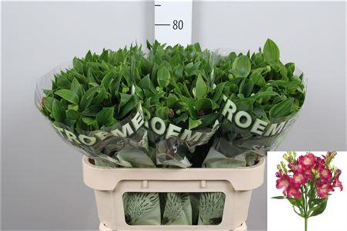 Alstr Fl Noa 75cm