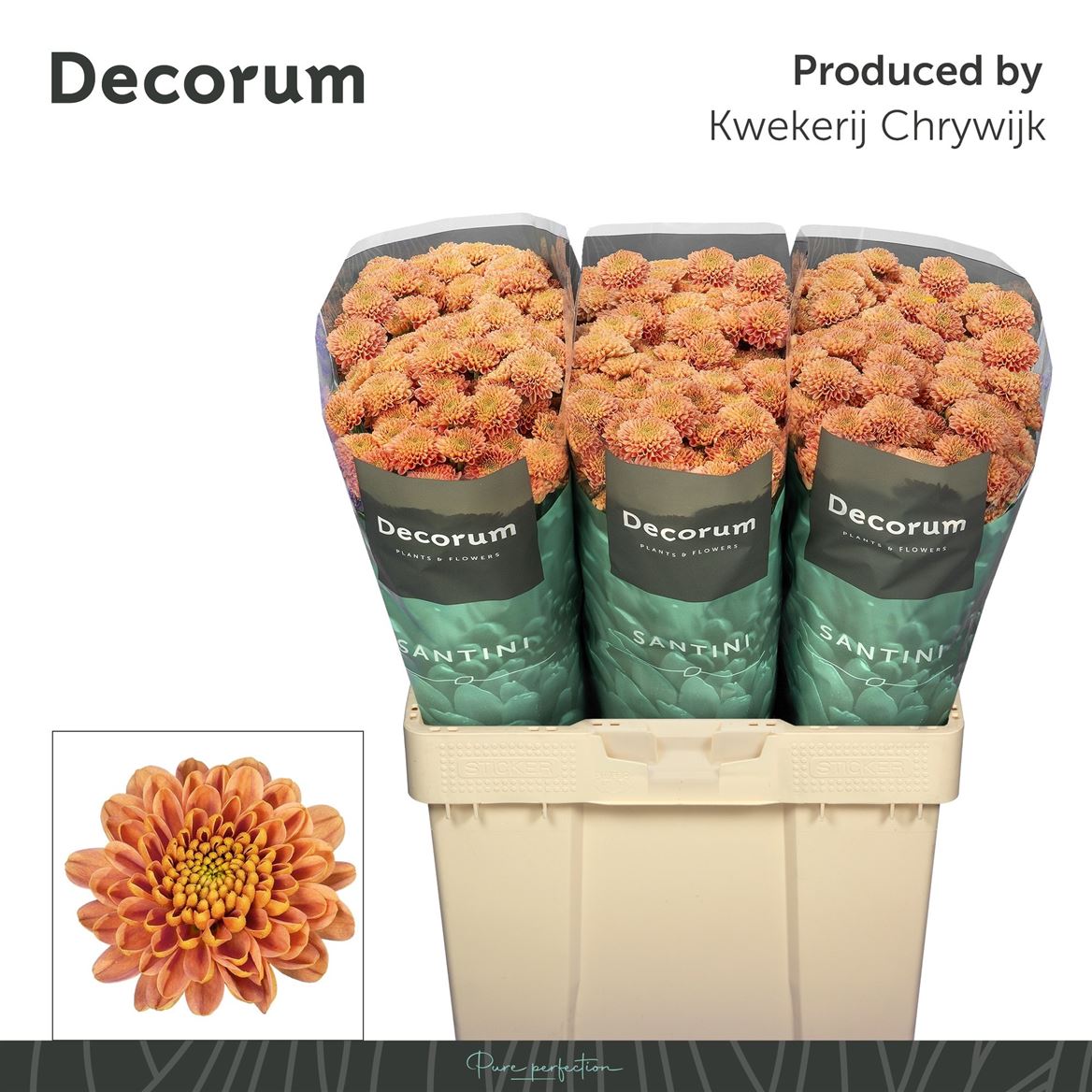 Chrysanthemum Santini Ellison Salmon