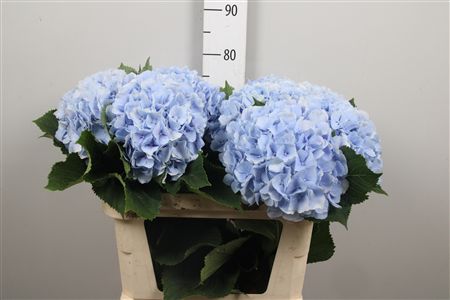 Hydr M Verena Bl