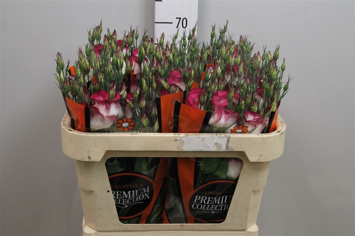Eustoma Adom Red Picotee 70cm