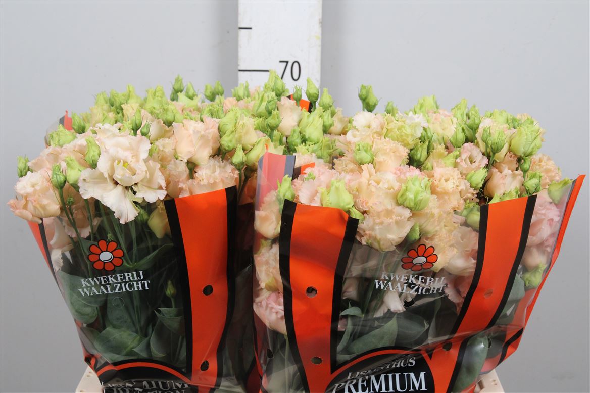 Eust G Ali L Apricot 70cm