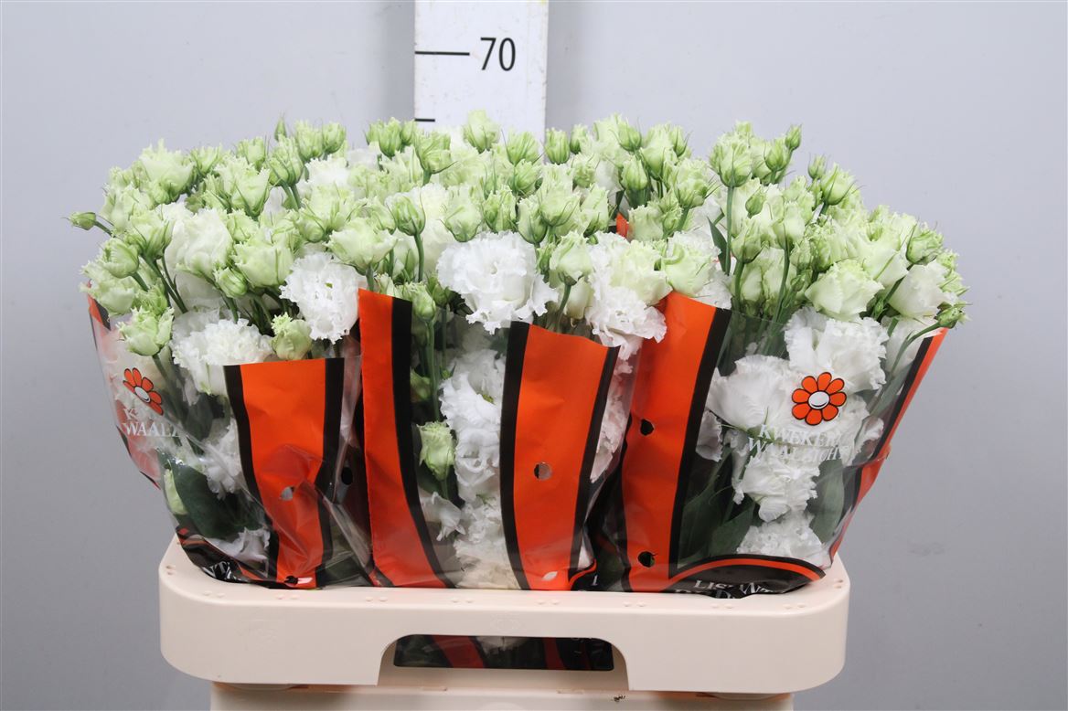 Eust G Celebrich Whit 70cm