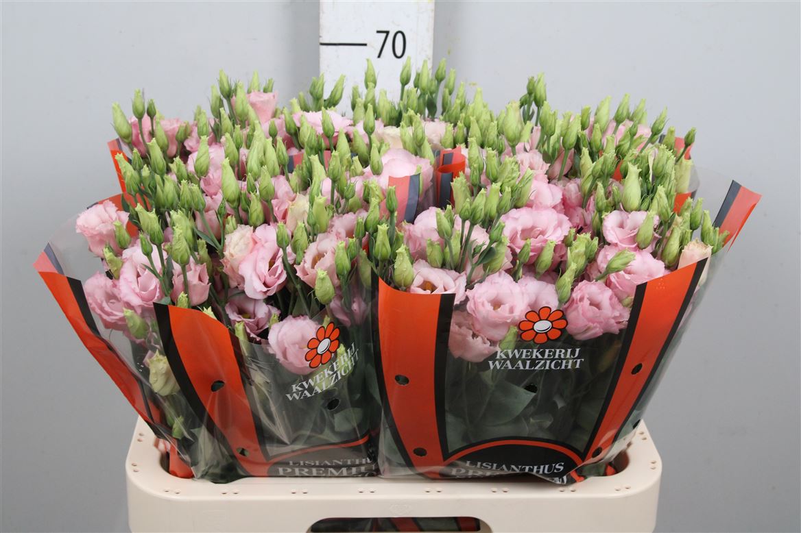 Eus G Lisanne L Pink 70cm