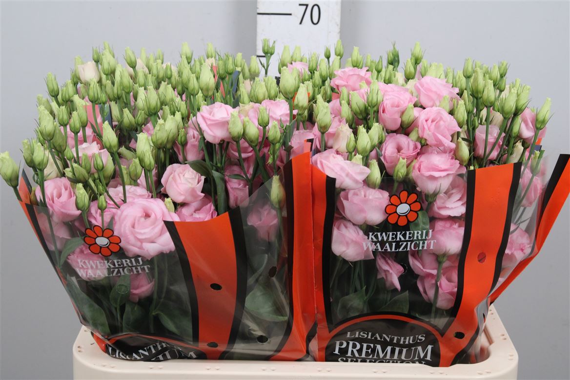 Eus G Rosi Bright Pink 70cm