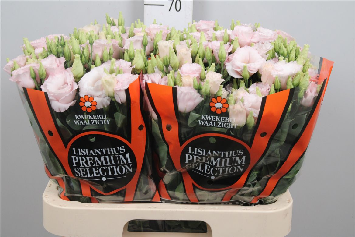 Eus G Lis Soft Pink 70cm