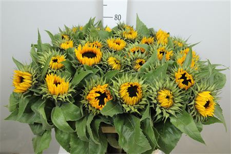 Helian An Sunrich Or