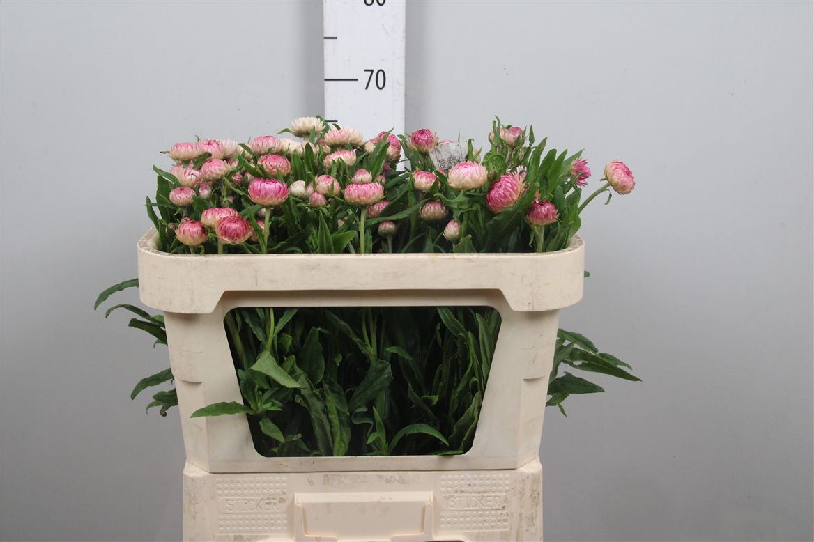 Helichrysum 60cm