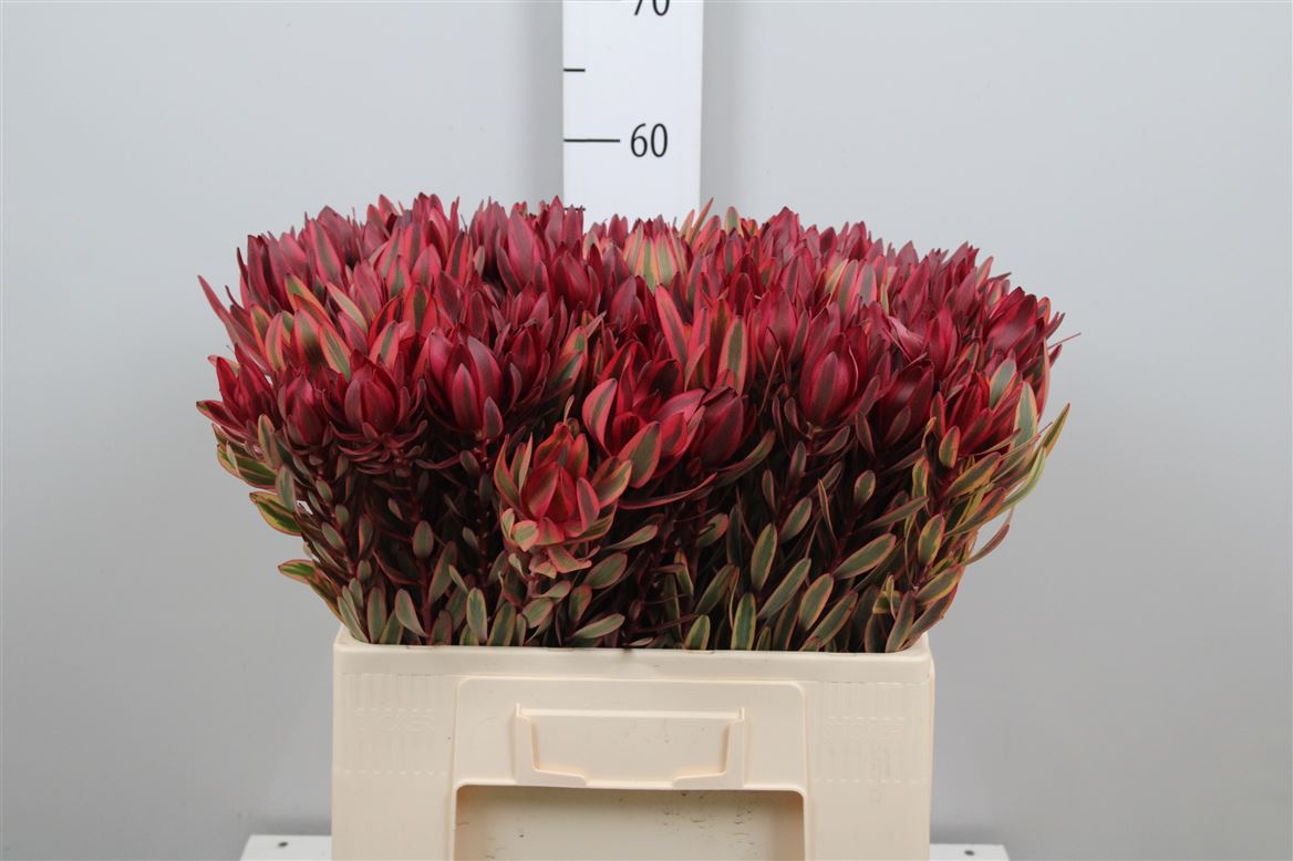 Leucadendron Jester 60cm