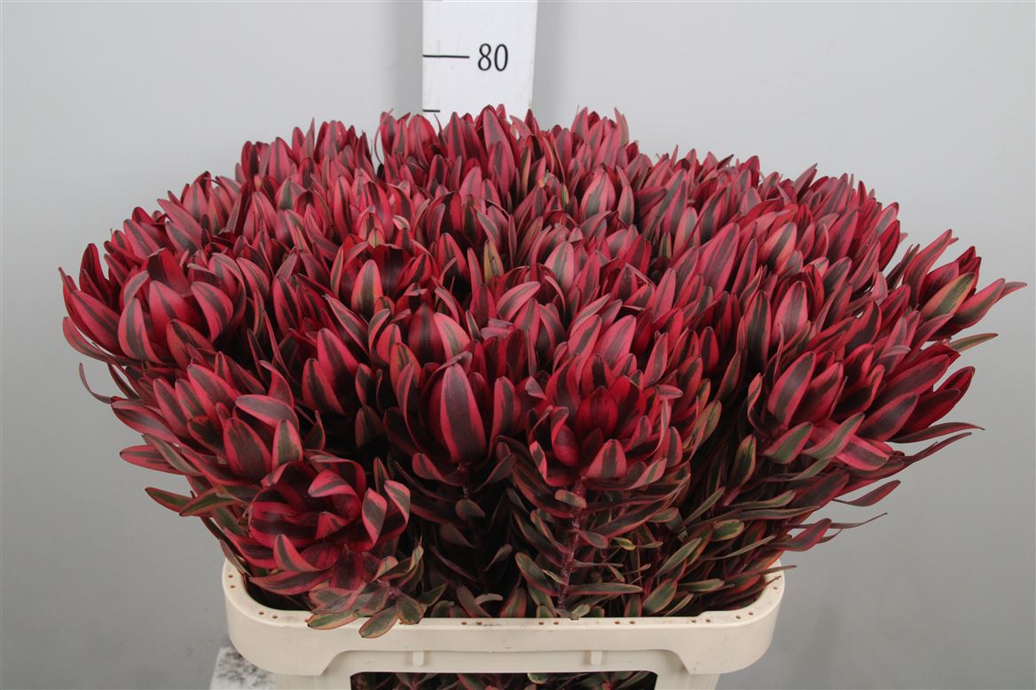 Leucadendron Jester 80cm