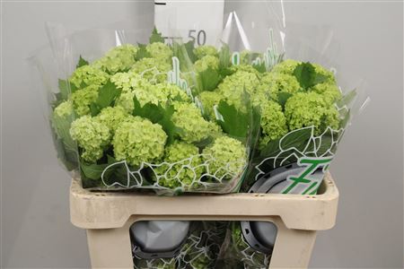 Viburnum Roseum St