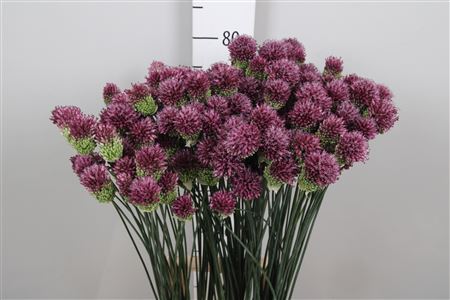Allium Sphaerocephal