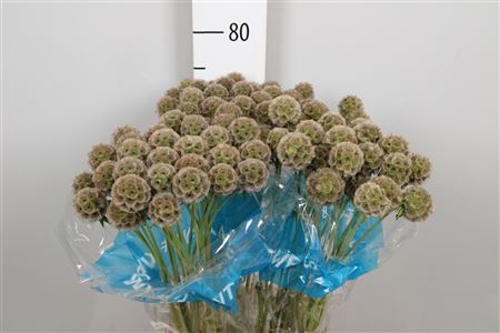 Scabiosa Stellat Zd