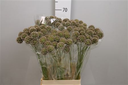 Scabiosa Stellat Zd