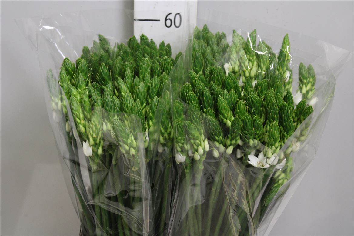 Ornithogalum Thyrsoides 60cm