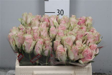 R Gr Pink Athena