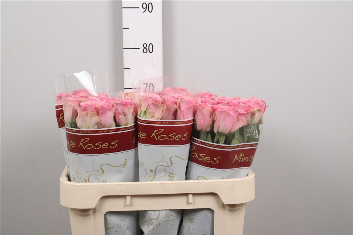 Rosa Wham 70cm