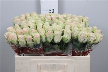 R Gr Pink Athena