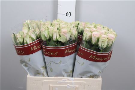 R Gr Pink Athena