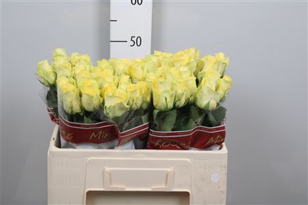 R Gr Minion Rose