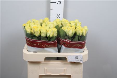 R Gr Minion Rose